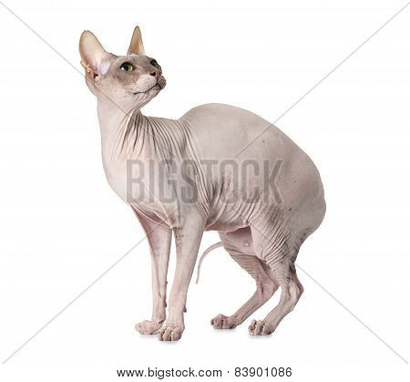 Don Sphinx Cat Over White