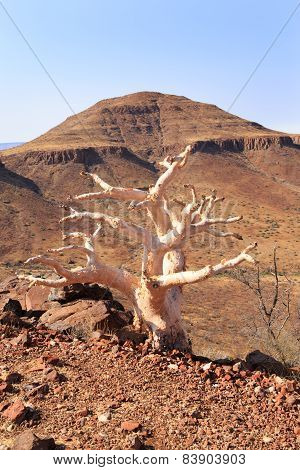 Dead Tree in Damaraland