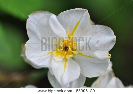 Paper White Blossom