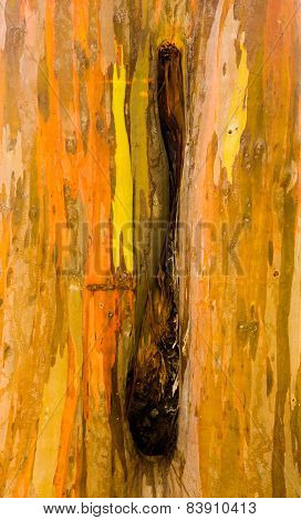 Detail Of Colorful Bark Of Rainbow Eucalyptus Tree