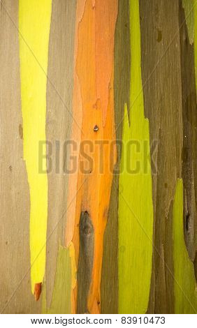 Detail Of Colorful Bark Of Rainbow Eucalyptus Tree