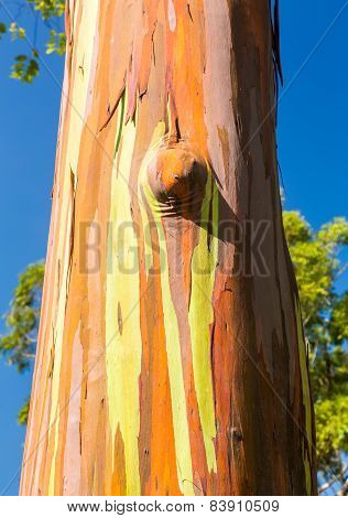 Detail Of Colorful Bark Of Rainbow Eucalyptus Tree