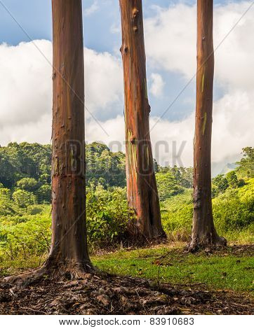 Detail Of Colorful Bark Of Rainbow Eucalyptus Tree