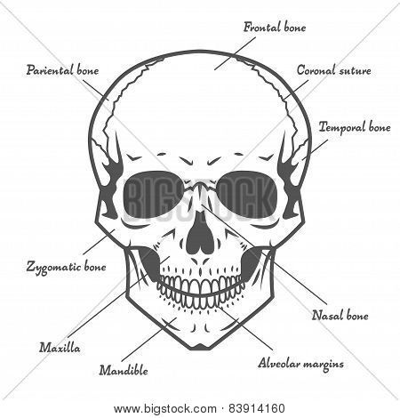 Skull anatomy at white background