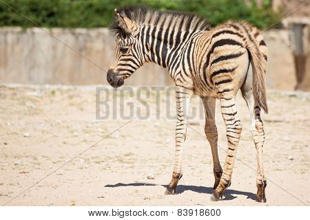Common Zebra, Science Names 