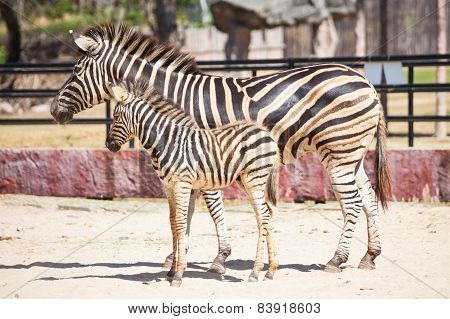 Common Zebra, Science Names 