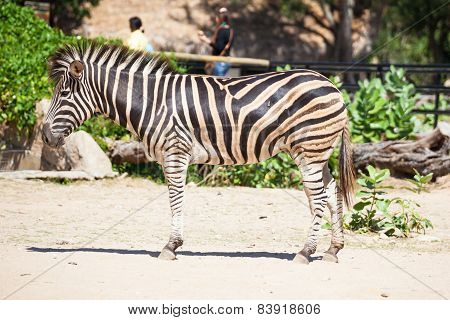 Common Zebra, Science Names 