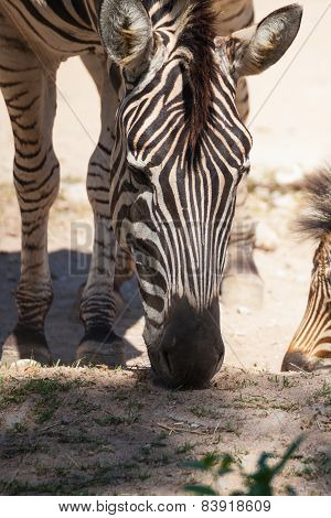 Common Zebra, Science Names 