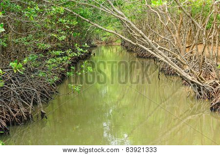 Mangrove Forest in Vietnam