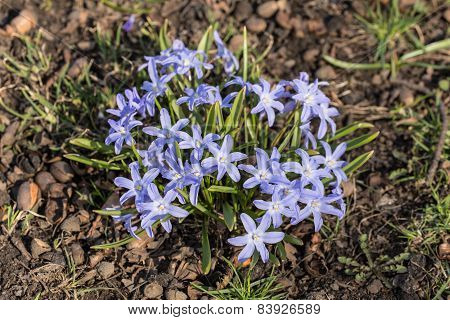 Blue Flowers Chionodoxa