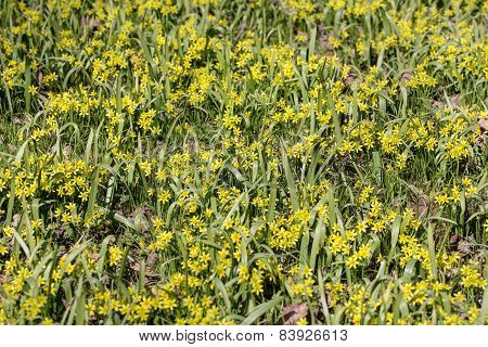Yellow Spring