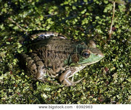 Bullfrog