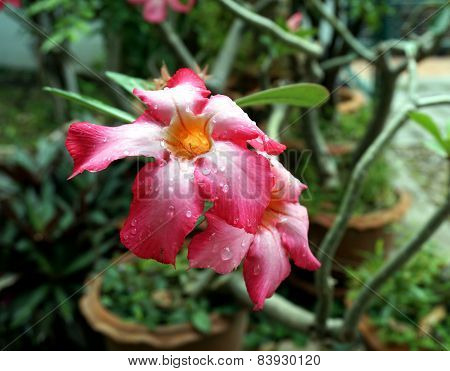 Pink Desert Rose