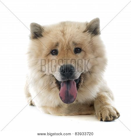 Eurasier