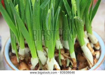 narcissus flowers