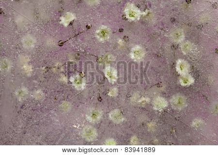 Frozen Flora, Gypsophila
