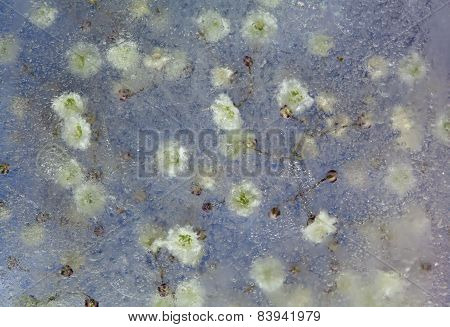 Frozen Flora, Gypsophila