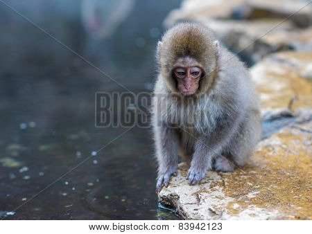 Snow Monkey Or Japanese Macaque In Hot Spring Onsen