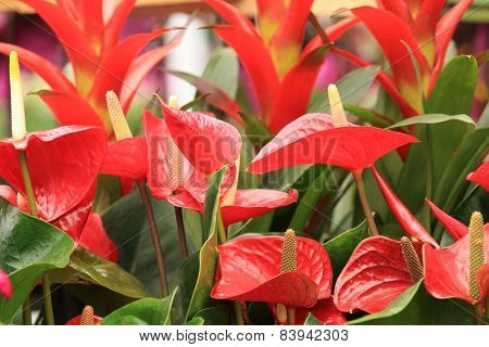 red anthurium flower in botanic garden (anthurium andraeanum, araceae orarum)