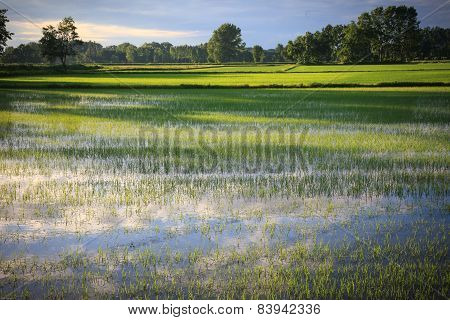 Paddie Field