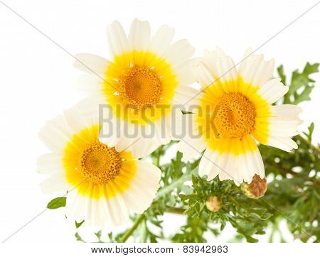 Garland Chrysanthemum Isolated On White