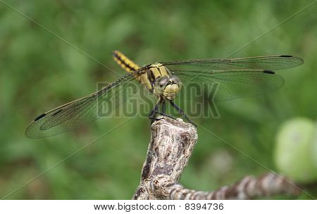 libellule