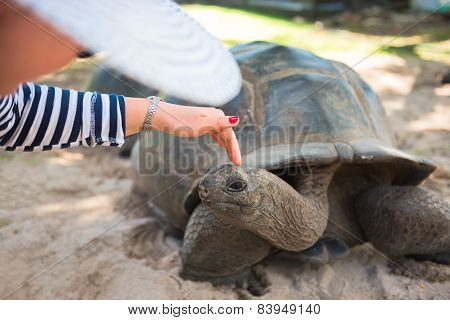 Aldabran Seychelles Giant Tortoise