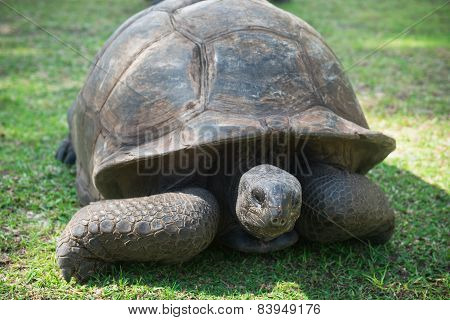 Aldabran Seychelles Giant Tortoise