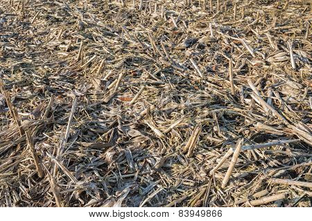 Remnants Of Corn Cultivation On A Belgian Field.