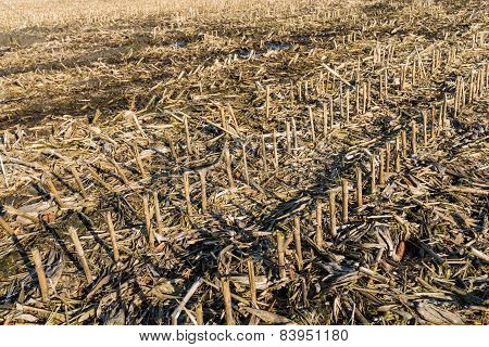 Remnants Of Corn Cultivation On A Belgian Field.