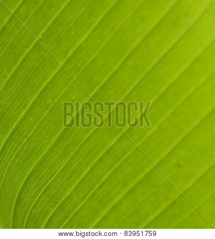 Banana Leaf Background