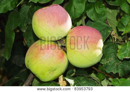 Three Apples