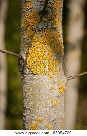 Tree Bark