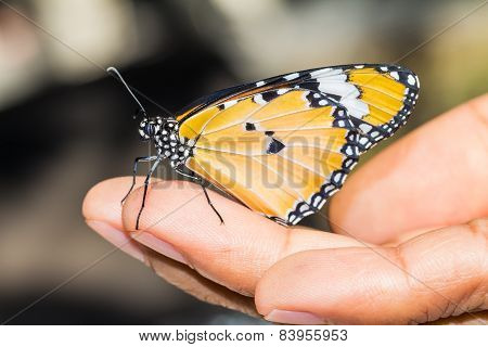 Plain Tiger Butterfly