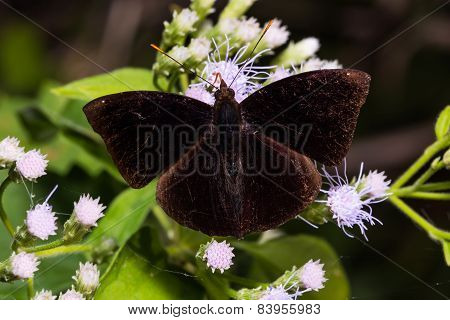 Black Prince Butterfly