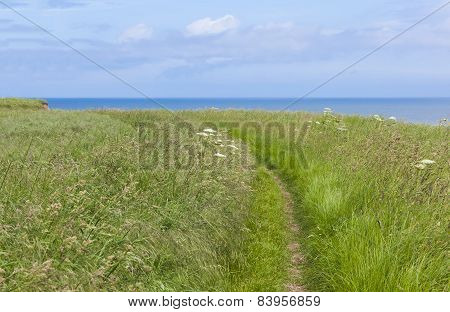 Coastal Footpath At Flamborough Head, Yorkshire, Uk