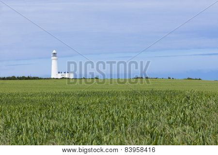 Lighthouse And Crops Growing At Flamborough Head