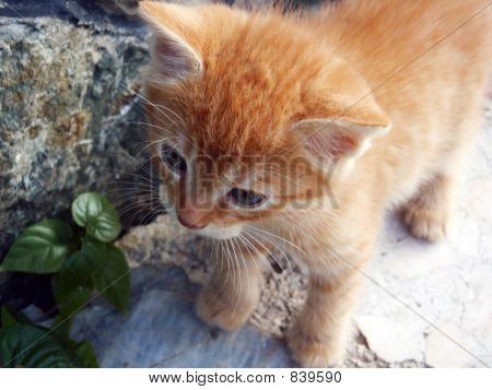 Nyfiken kattunge