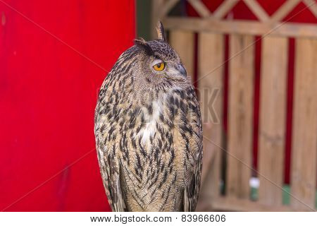 The Eurasian Eagle-owl (bubo Bubo)