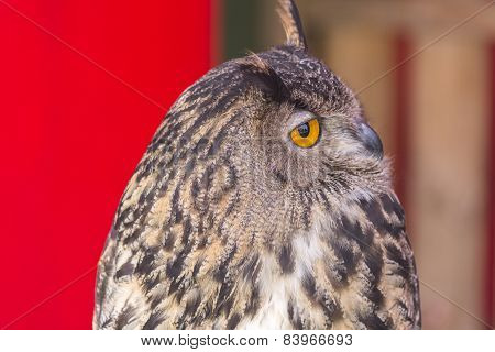 The Eurasian Eagle-owl (bubo Bubo)