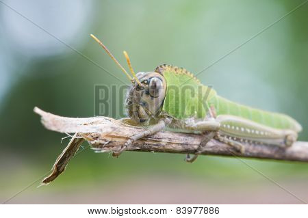 Brazilian Cricket