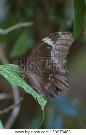 Morpho Butterfly