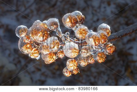 Icy Branch