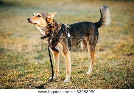 Mixed Breed Medium Size Three Legged Dog Standing At Grass