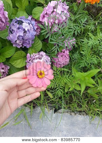 Pink Daisy