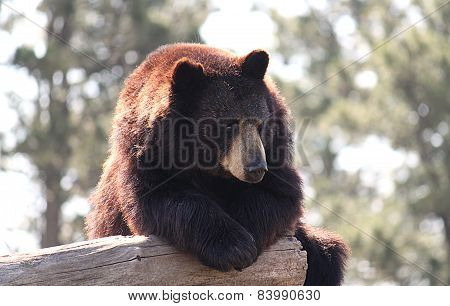 Brown Bear on Log