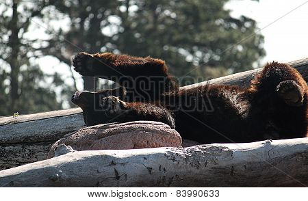 Brown Bear Stretching