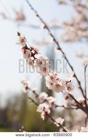 spring flowers
