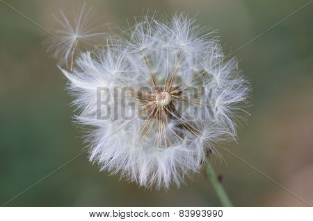 Brazilian Dandelion