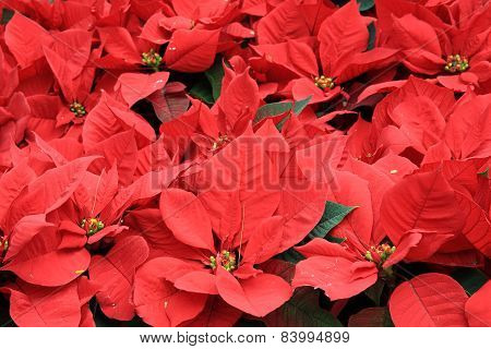 poinsettia Christmas flower